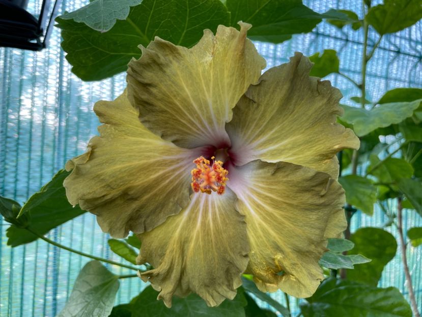  - Moorea Green Gold Pearl