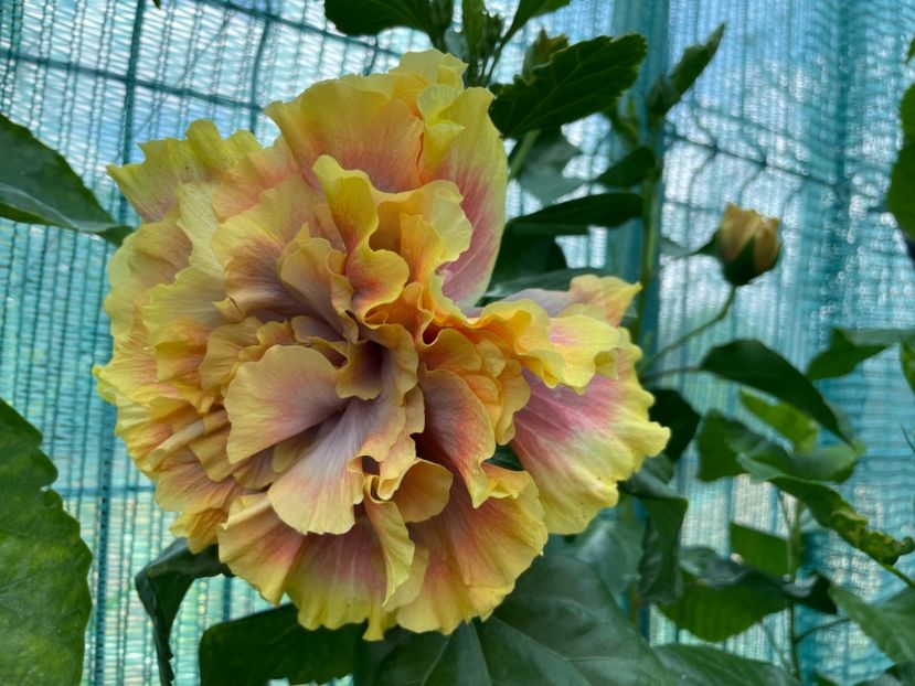  - Wind Rosa Feng Xiajunr