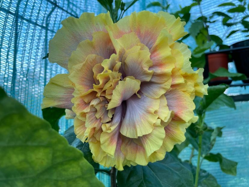  - Wind Rosa Feng Xiajunr