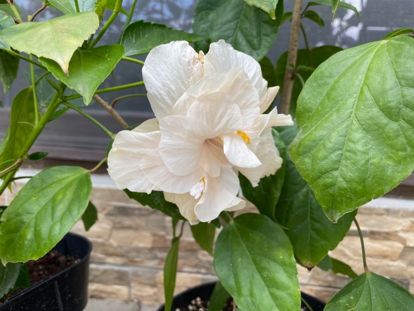  - Clasici - Apricot Dublu și Alb Dublu