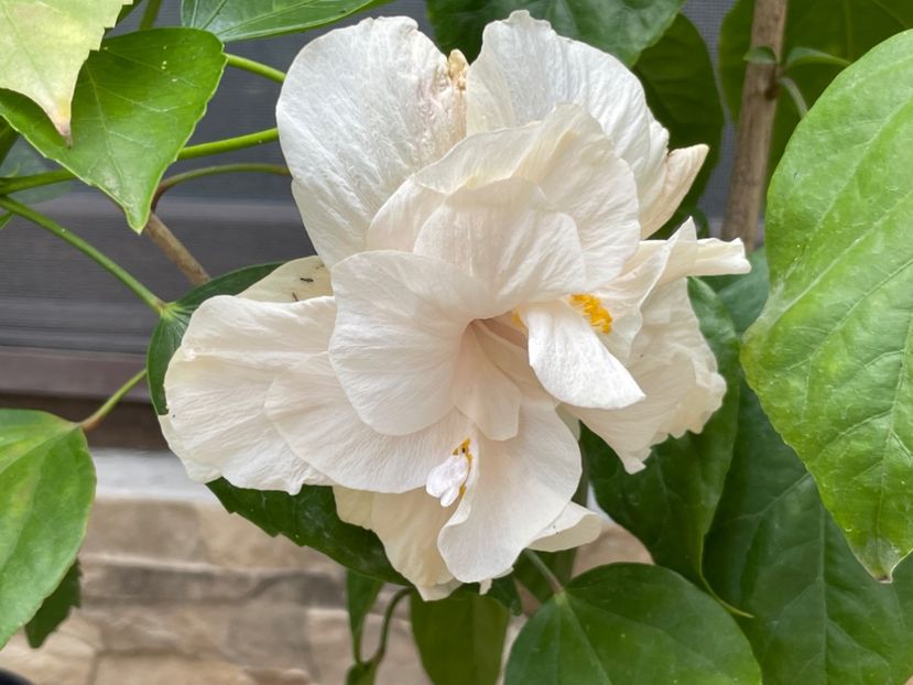  - Clasici - Apricot Dublu și Alb Dublu