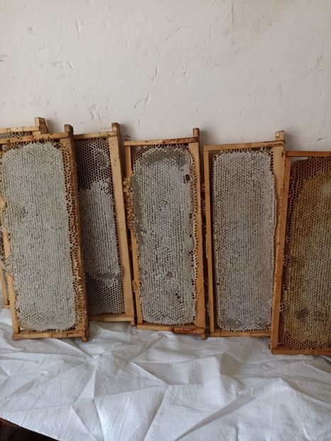  - Rame cu miere 2024