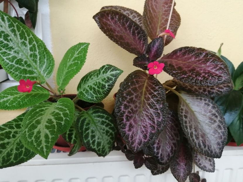  - EPISCIA