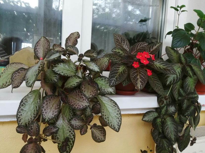  - EPISCIA