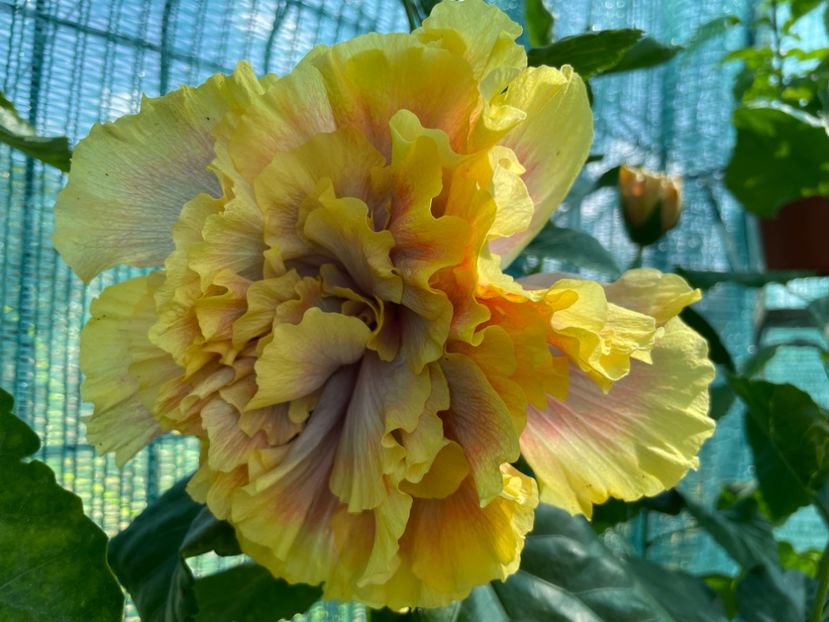  - Wind Rosa Feng Xiajunr