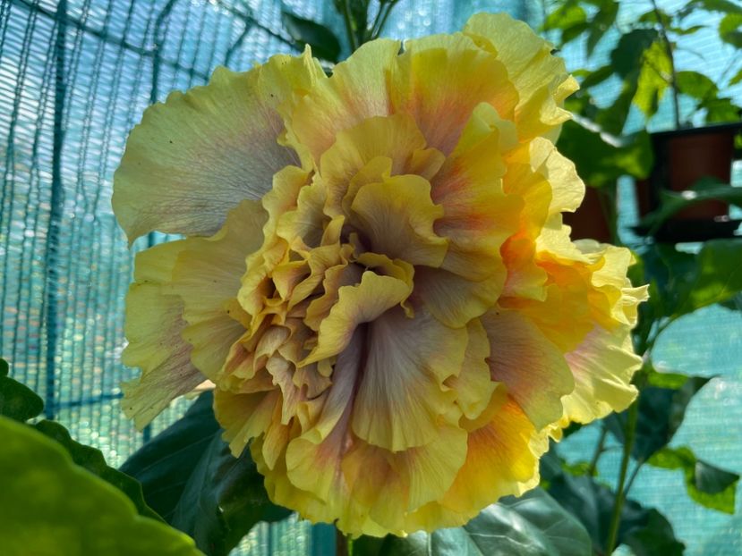  - Wind Rosa Feng Xiajunr