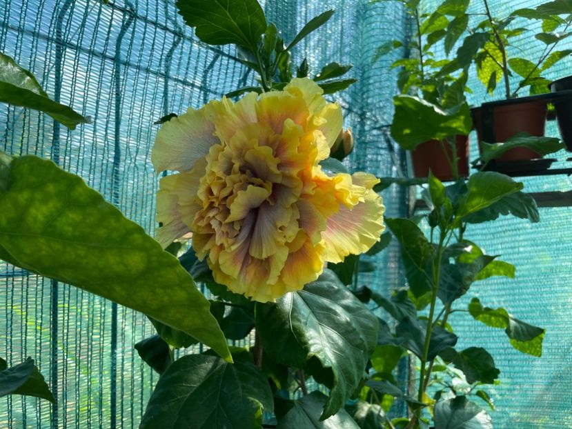  - Wind Rosa Feng Xiajunr