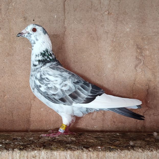 Femela 19-221 - Porumbei vanduti