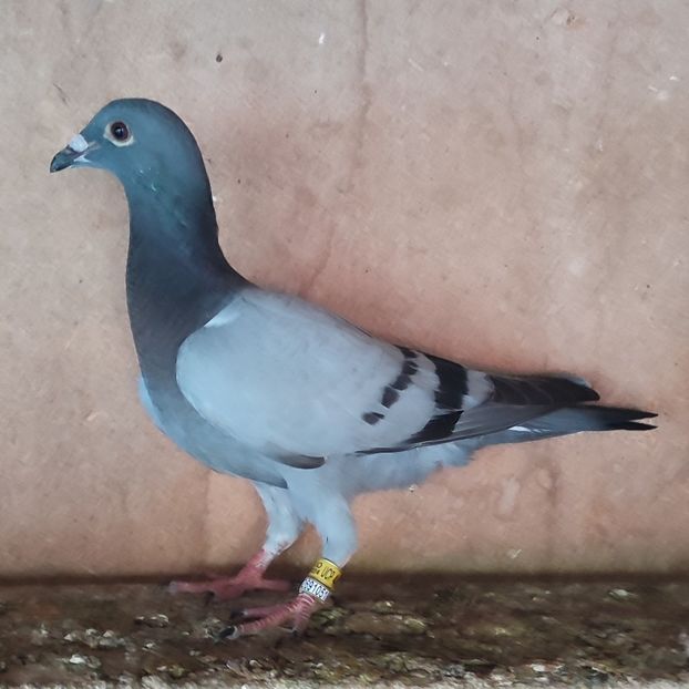 Pui 24-004 - Porumbei vanduti