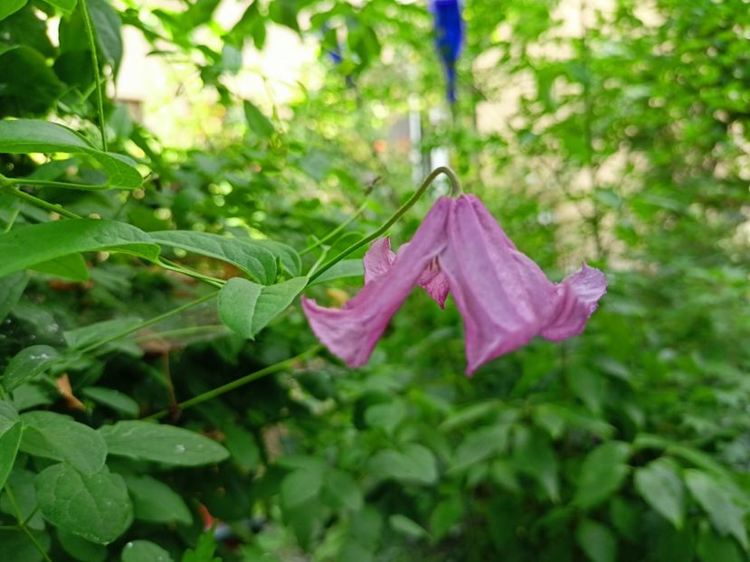 C. eriostemon Heather Herschell - Grădina 2024 continuare 4