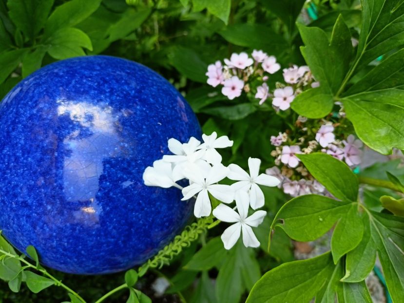 Plumbago alb - Grădina 2024 continuare 4
