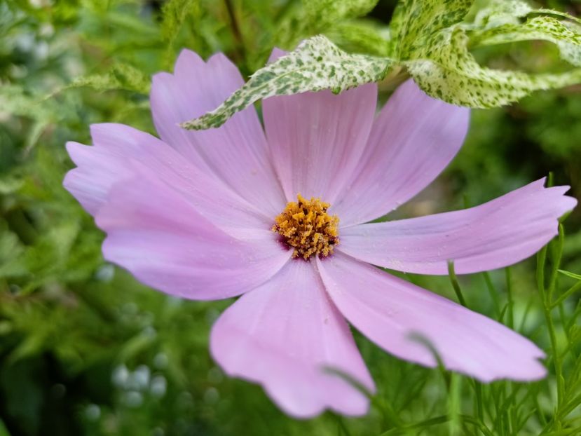 Cosmos - Grădina 2024 continuare 4