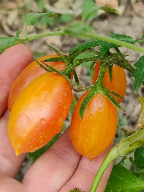 ARTISAN BLUSH TIGER (5) - ARTISAN BLUSH TIGER