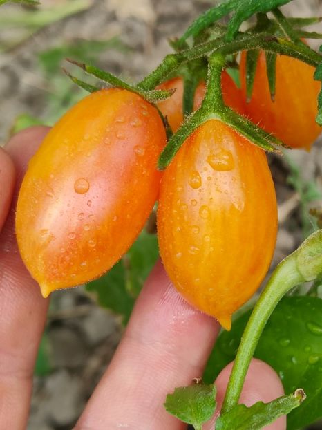 ARTISAN BLUSH TIGER (6) - ARTISAN BLUSH TIGER