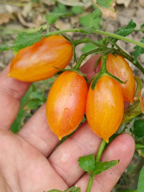 ARTISAN BLUSH TIGER (7) - ARTISAN BLUSH TIGER