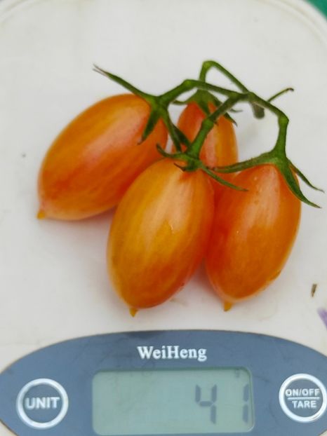 ARTISAN BLUSH TIGER (12) - ARTISAN BLUSH TIGER