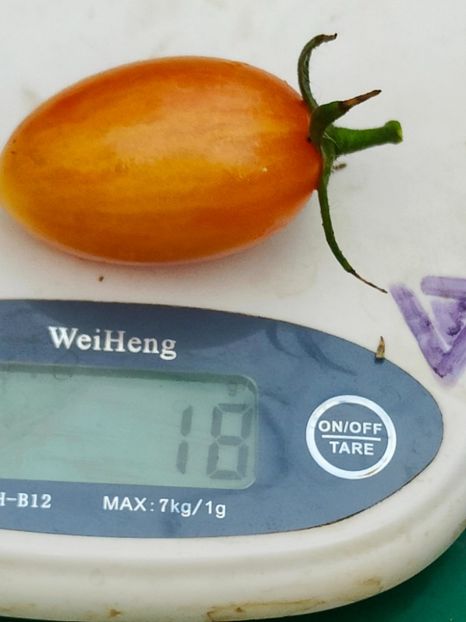 ARTISAN BLUSH TIGER (14) - ARTISAN BLUSH TIGER