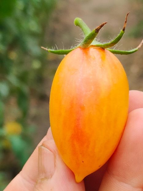 ARTISAN BLUSH TIGER (15) - ARTISAN BLUSH TIGER