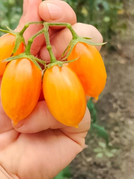 ARTISAN BLUSH TIGER (17) - ARTISAN BLUSH TIGER