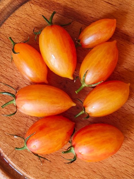 ARTISAN BLUSH TIGER (20) - ARTISAN BLUSH TIGER