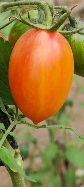 ARTISAN BLUSH TIGER 20220902 (11) - ARTISAN BLUSH TIGER