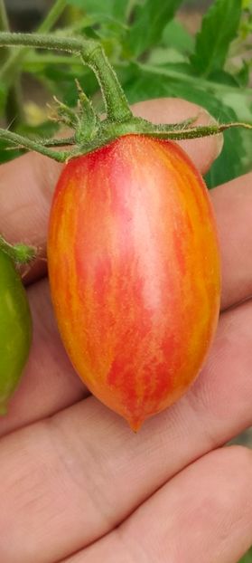 ARTISAN BLUSH TIGER 20220902 (22) - ARTISAN BLUSH TIGER