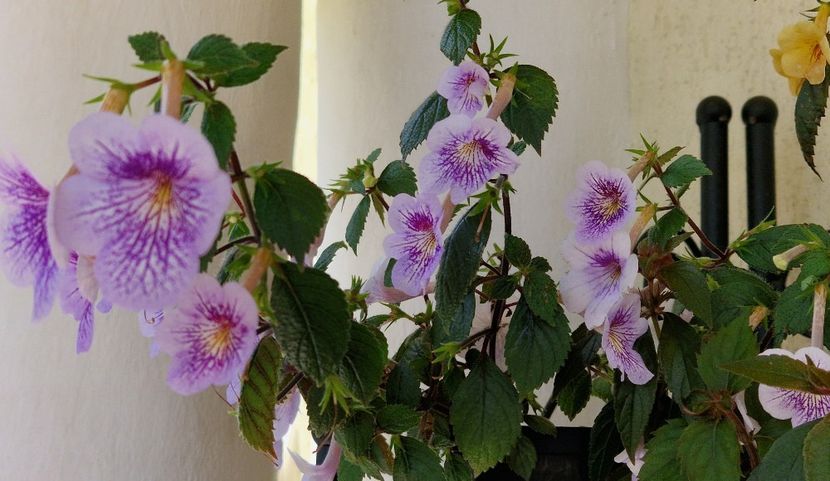  - Ambroise Verschafelt p