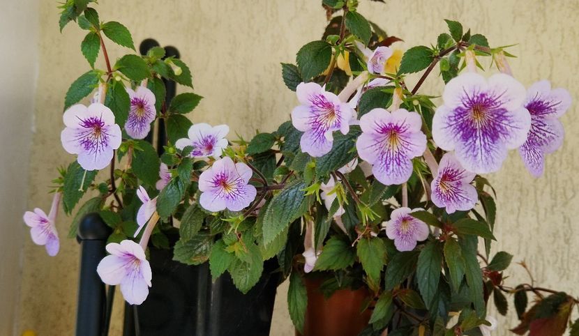  - Ambroise Verschafelt p