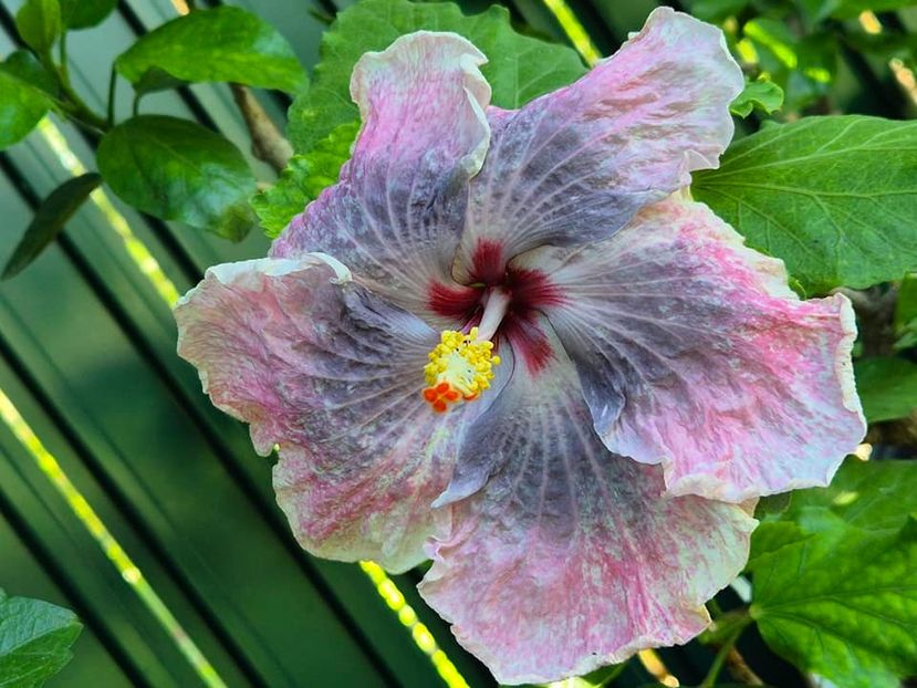  - DPs Love Crossroad