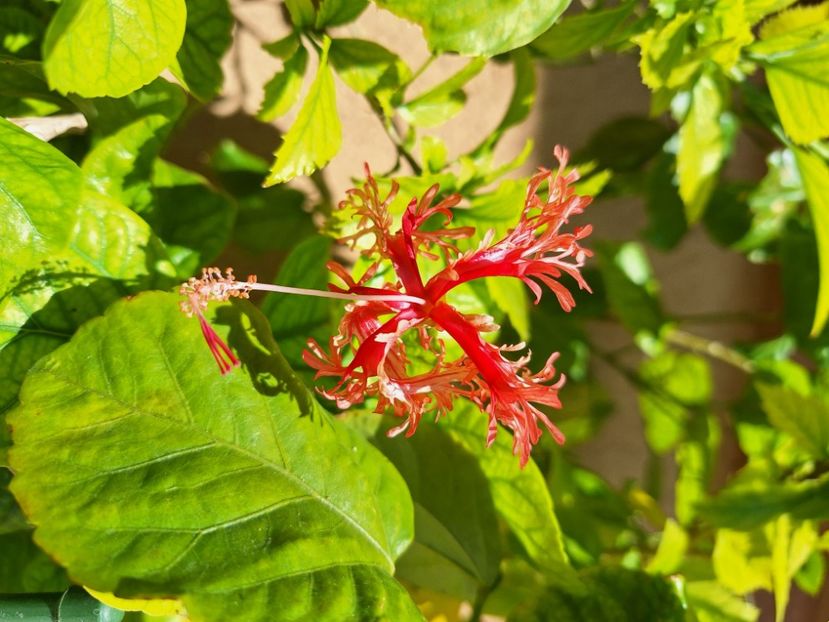  - Hibi schizopetalus