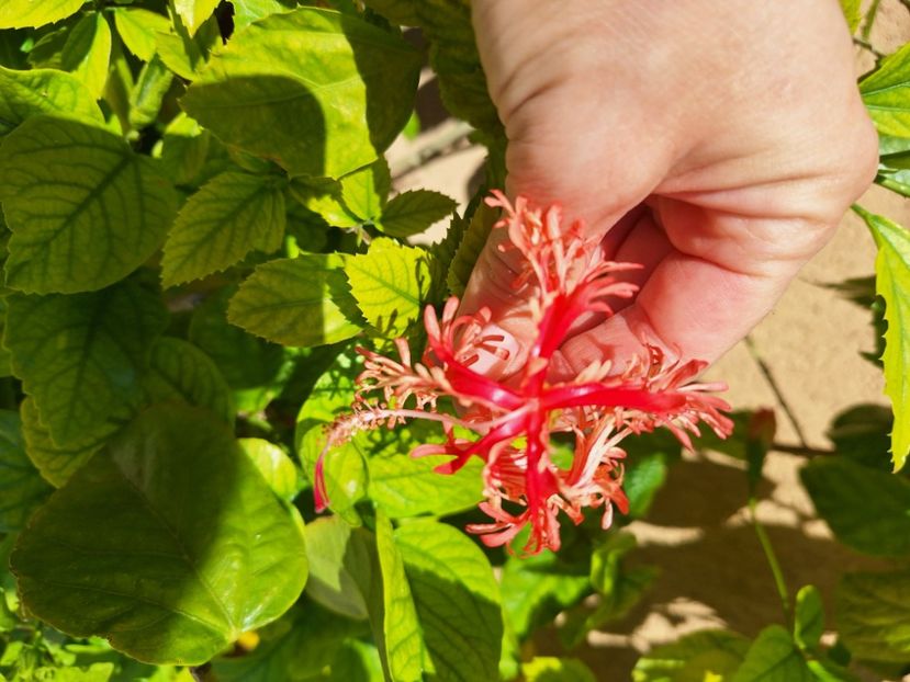  - Hibi schizopetalus