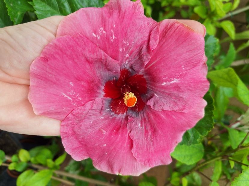  - Hibi Tahitian Purple Darling