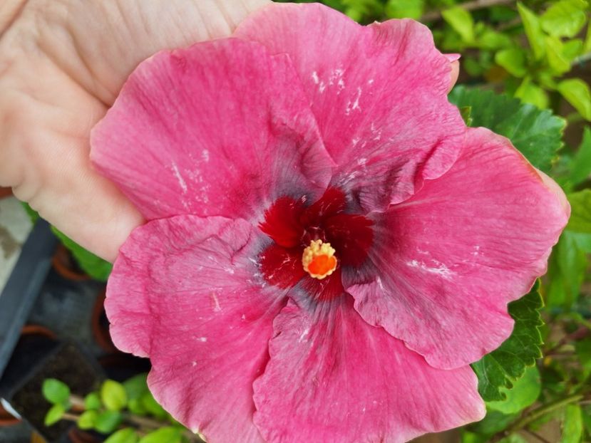  - Hibi Tahitian Purple Darling