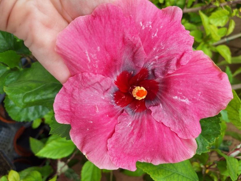  - Hibi Tahitian Purple Darling
