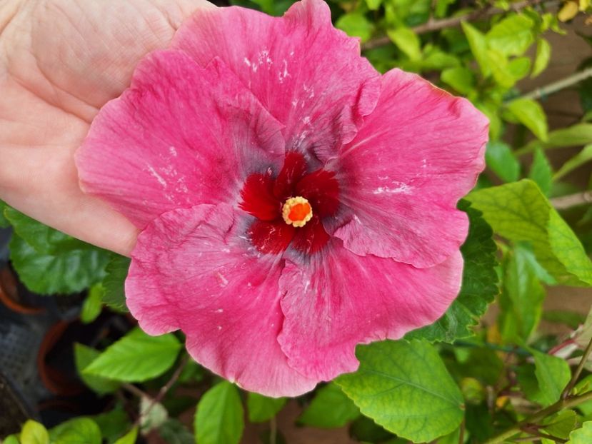  - Hibi Tahitian Purple Darling