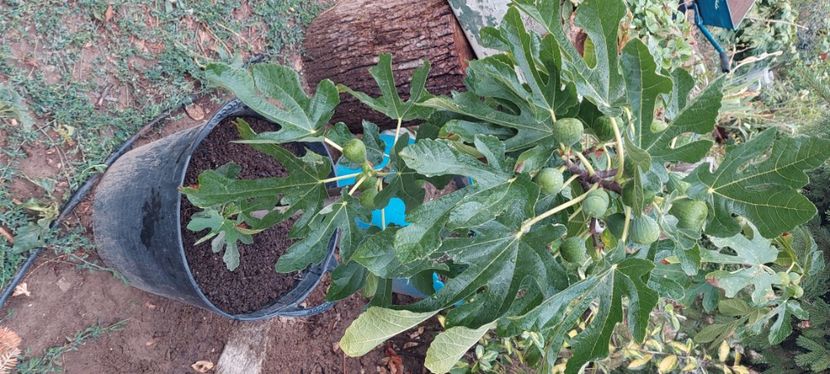 Smochini pe rod pret 150lei. - A Arbusti pomi decorativi și fructiferi urcatoare de vanzare