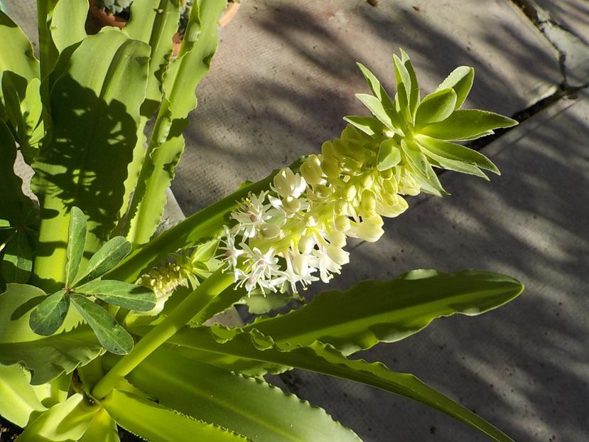  - eucomis