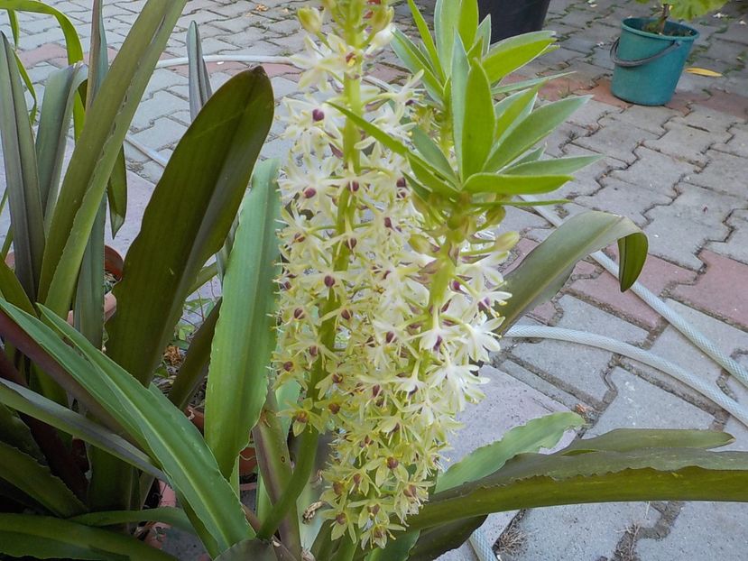  - eucomis