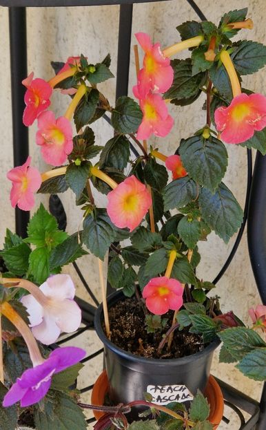  - Peach Cascade p