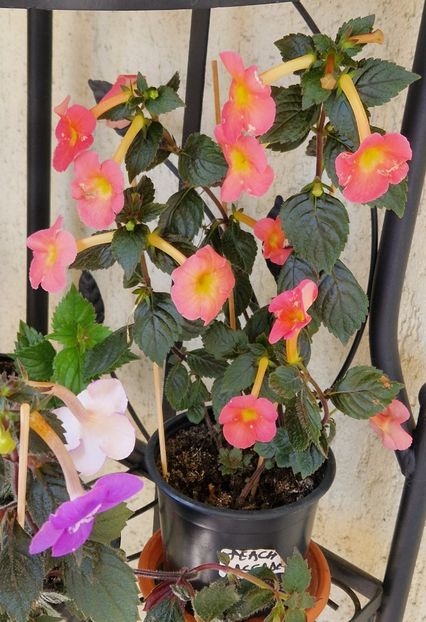  - Peach Cascade p