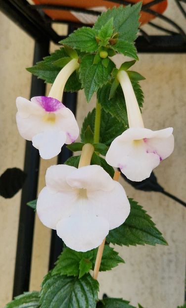  - Rfs Mexican Velvet White