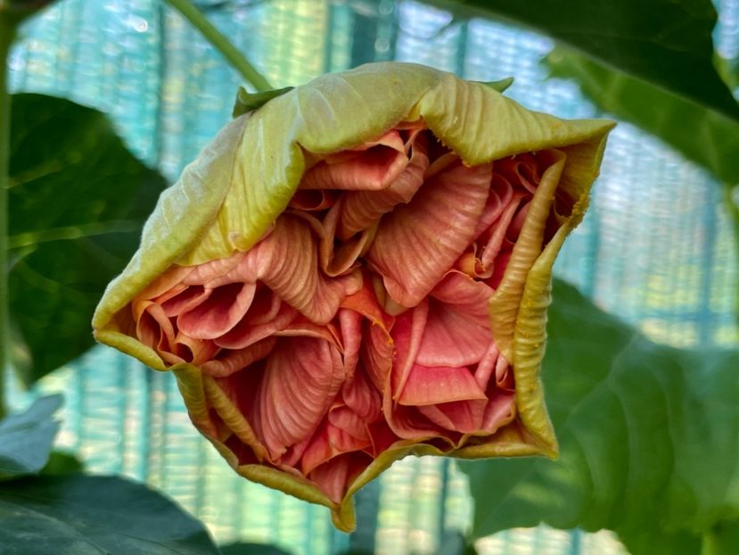  - HD Baloon of Happiness