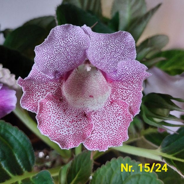 Img.2024.07.28 - Sinningia din semințe hibrizi Dna Dietze 2024