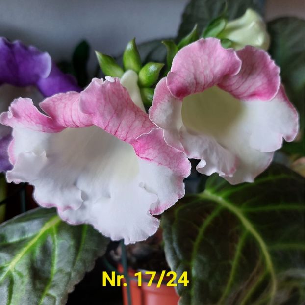 Img.2024.07.28 - Sinningia din semințe hibrizi Dna Dietze 2024