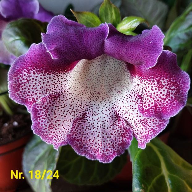 Img.2024.07.28 - Sinningia din semințe hibrizi Dna Dietze 2024