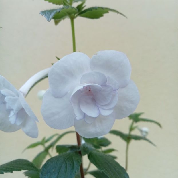  - Double Picotee Rose