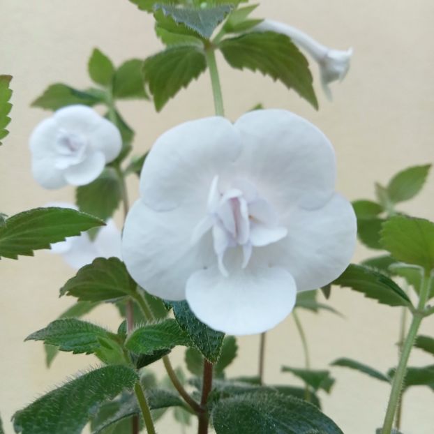  - Double Picotee Rose
