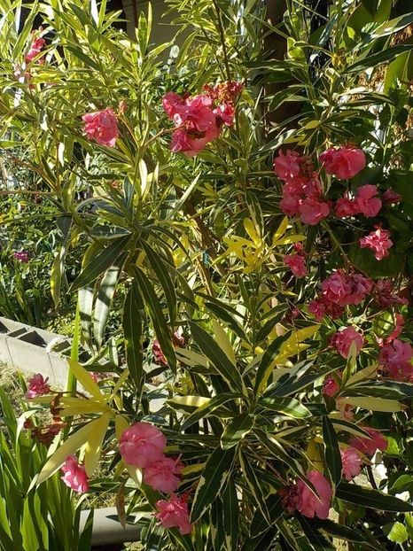  - variegat nr 24