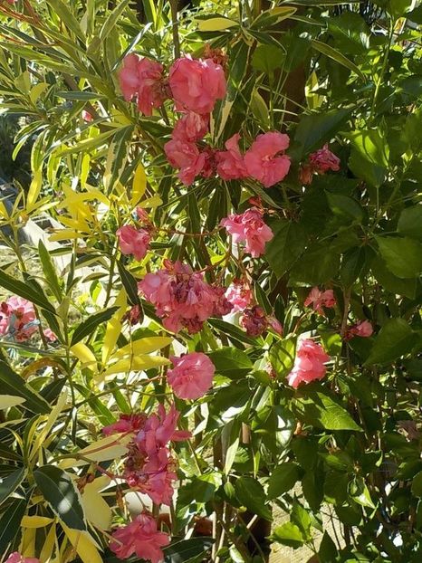  - variegat nr 24
