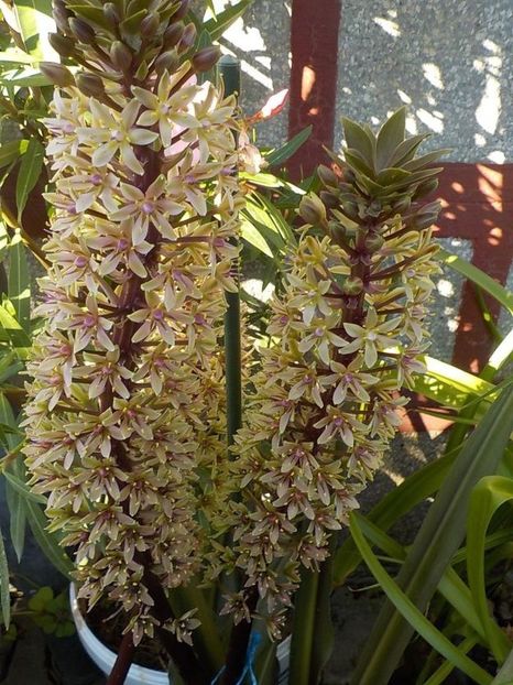  - eucomis